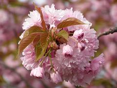 flowers09a (75)
